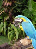 Image: Bird Park - Iguassu Falls