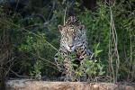 Jaguar - Pantanal lodges, Brazil