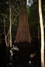 Image: Anavilhanas Jungle Lodge - Amazon lodges and cruises