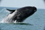 Southern right whale - Florianopolis and the southern coasts, Brazil