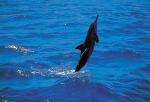 Spinner dolphin