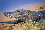 Image: Spectacled caiman - Pantanal lodges