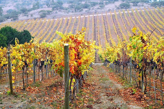 CL10RE09_casona-matetic-vineyards.jpg [© Last Frontiers Ltd]