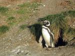 Image: Magellanic penguin - Punta Arenas and Puerto Williams