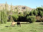 Image: Hacienda Los Andes - La Serena and the Elqui valley
