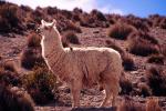 Llama - Arica and Lauca, Chile