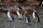 Image: Magellanic penguins - Punta Arenas and Puerto Williams