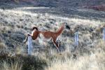 A leaping guanaco