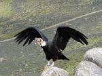 A condor prepares to take to the air in Torres del Paine