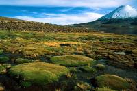 Arica and Lauca image