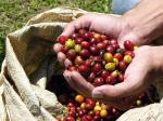 Coffee - The coffee region, Colombia