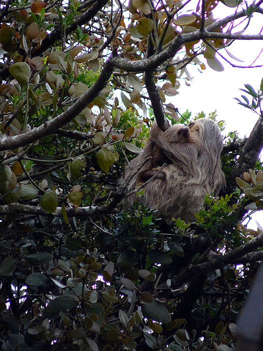 CR0510JF362_monteverde-lodge-two-toed-sloth.jpg [© Last Frontiers Ltd]