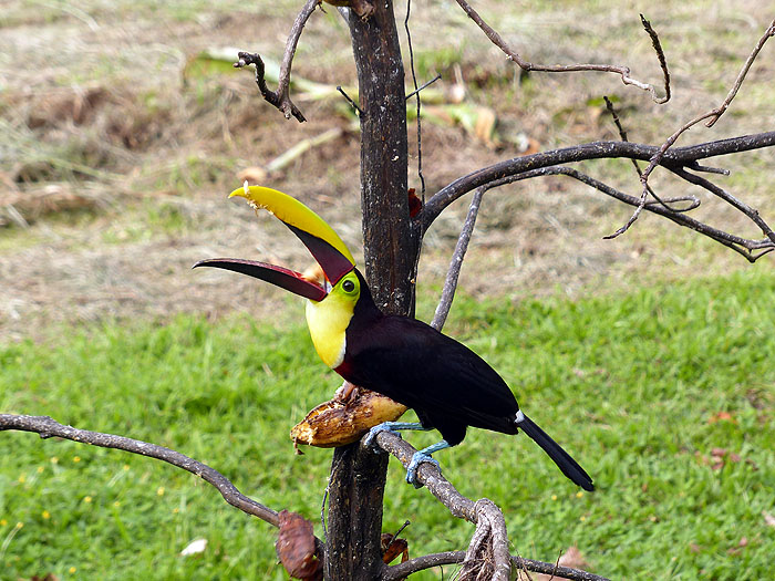 CR0514JL366_maquenque-keel-billed-toucan.jpg [© Last Frontiers Ltd]