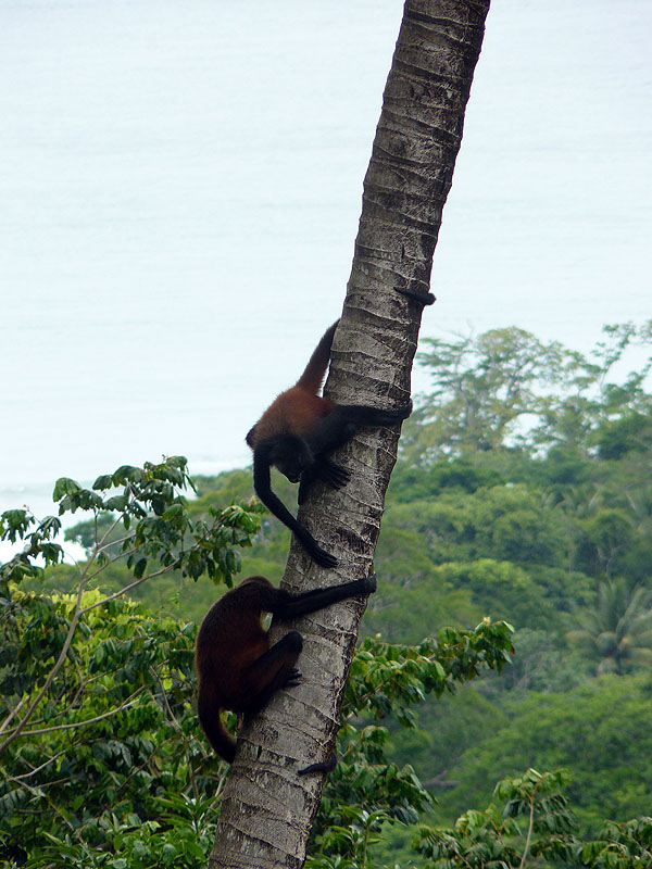 CR0516NL664_lapa-rios-spider-monkeys.jpg [© Last Frontiers Ltd]