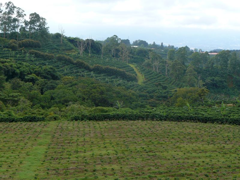 CR1014FD141_coffee-plantation-central-valley.jpg [© Last Frontiers Ltd]