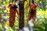 Image: Scarlet macaws - Manuel Antonio and Uvita