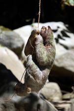 Image: Sloth - The Central highlands, Costa Rica