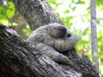 Three-toed sloth