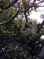 Image: Two-toed sloth - Monteverde