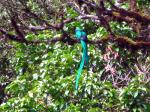 Male resplendent quetzal