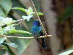 Hummingbird in Monteverde