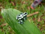 Image: Poison dart frog - The Central highlands