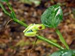 Image: Red-eyed tree frog - The Central highlands