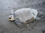 Image: Olive Ridley turtle - The Nicoya Peninsula