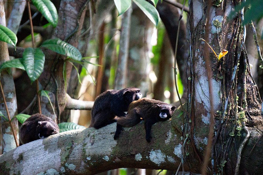 EC1018HG531_sacha-lodge-tamarin-monkeys.jpg [© Last Frontiers Ltd]