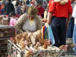 Image: Saquisili market - Cotopaxi and Papallacta