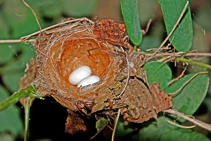 SV0211SP11_hummingbird-nest.jpg [© Last Frontiers Ltd]