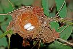 Image: Hummingbird nest - Coffee region and the West