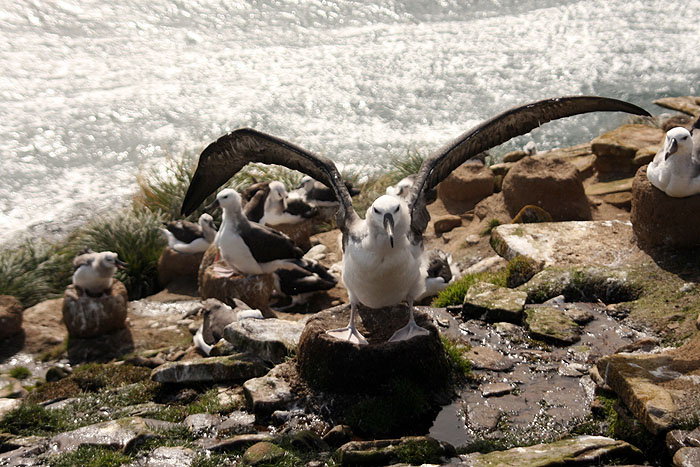 FK0310LD0214_saunders-black-browed-albatross.jpg [© Last Frontiers Ltd]