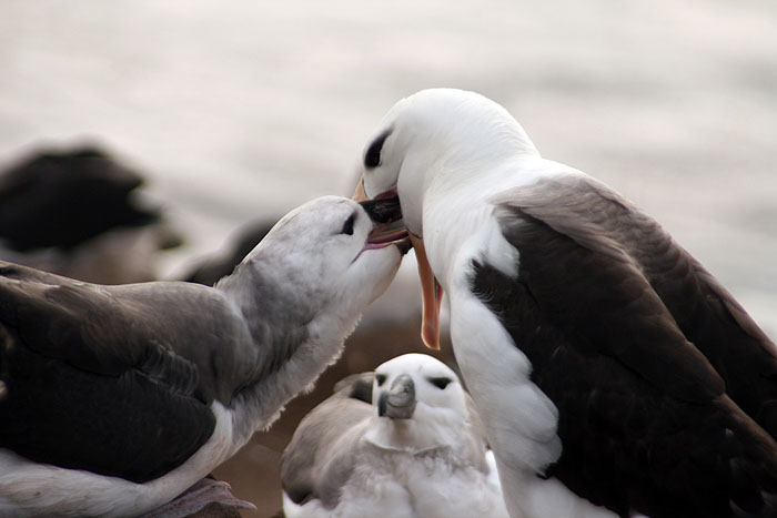 FK0310LD0248_saunders-black-browed-albatross.jpg [© Last Frontiers Ltd]