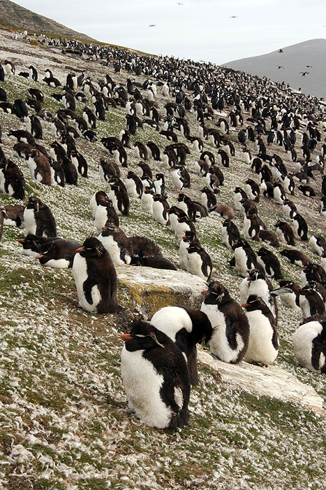 FK0310LD0261_saunders-rockhopper-penguin-colony.jpg [© Last Frontiers Ltd]