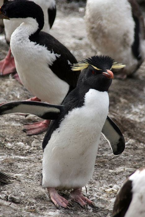 FK0310LD0274_saunders-rockhopper-penguin.jpg [© Last Frontiers Ltd]