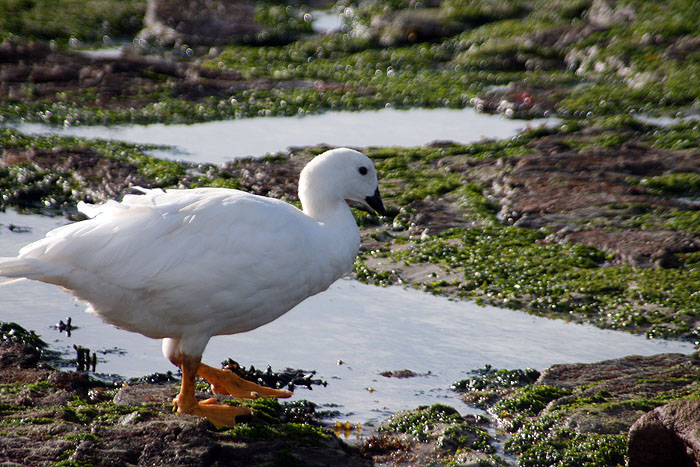 FK0310LD0430_carcass-male-kelp-goose.jpg [© Last Frontiers Ltd]