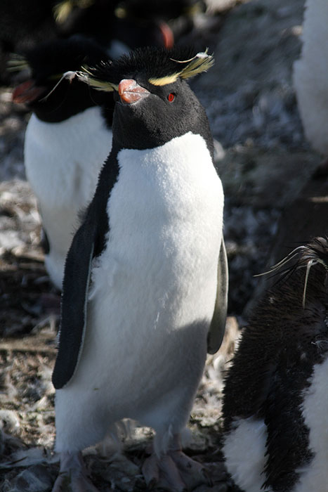 FK0310LD0503_sealion-rockhopper-penguins.jpg [© Last Frontiers Ltd]