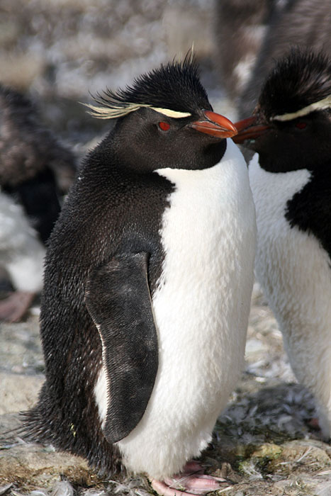 FK0310LD0529_sealion-rockhopper-penguins.jpg [© Last Frontiers Ltd]