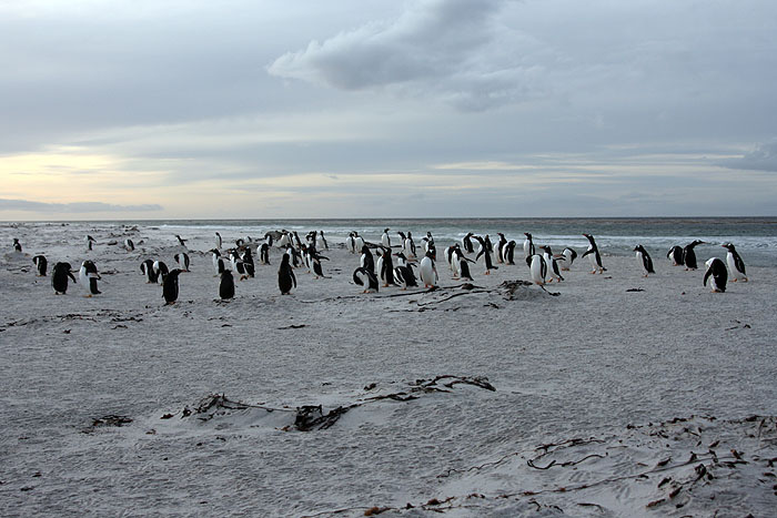 FK0310LD0587_sealion-gentoo-penguins.jpg [© Last Frontiers Ltd]