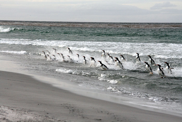 FK0310LD0608_sealion-gentoo-penguins.jpg [© Last Frontiers Ltd]