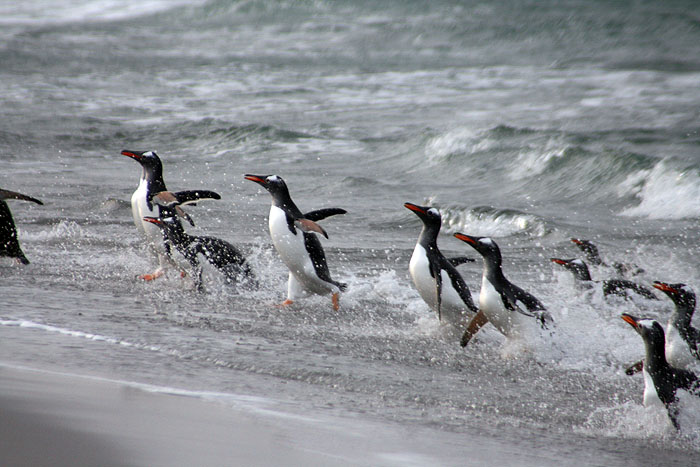 FK0310LD0632_sealion-gentoo-penguins.jpg [© Last Frontiers Ltd]