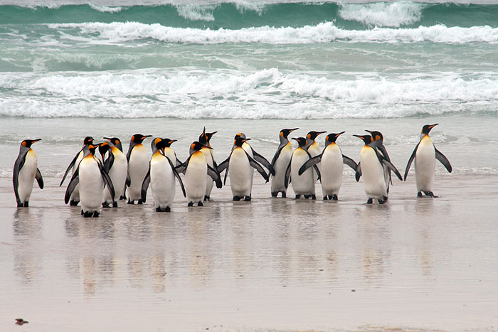 FK0310LD0842_volunteer-point-king-penguins.jpg [© Last Frontiers Ltd]