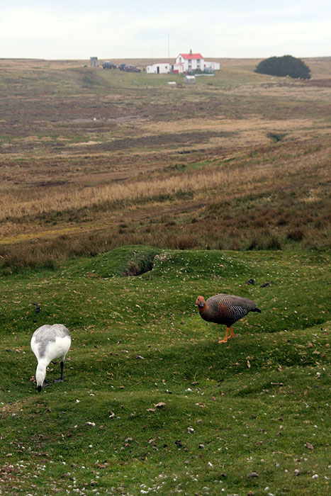 FK0310LD0875_volunteer-point-upland-geese.jpg [© Last Frontiers Ltd]