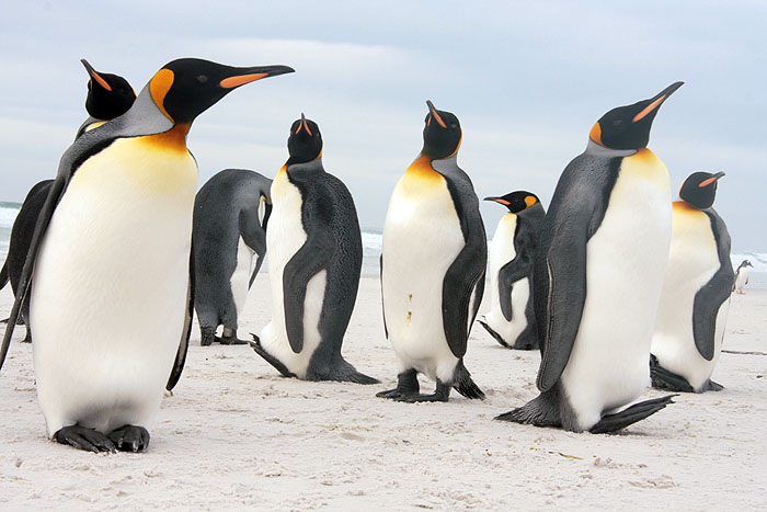 FK0310LD0909_volunteer-point-king-penguins.jpg [© Last Frontiers Ltd]