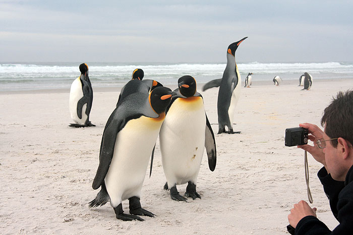 FK0310LD0936_volunteer-point-king-penguins-chris.jpg [© Last Frontiers Ltd]