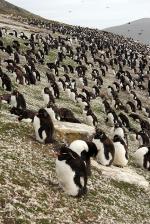 Image: Saunders Island - West Falkland