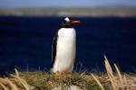 Carcass Island - West Falkland, Falkland Islands