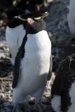 Image: Sea Lion Island - East Falkland