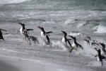 Gentoo penguins, the original inhabitants